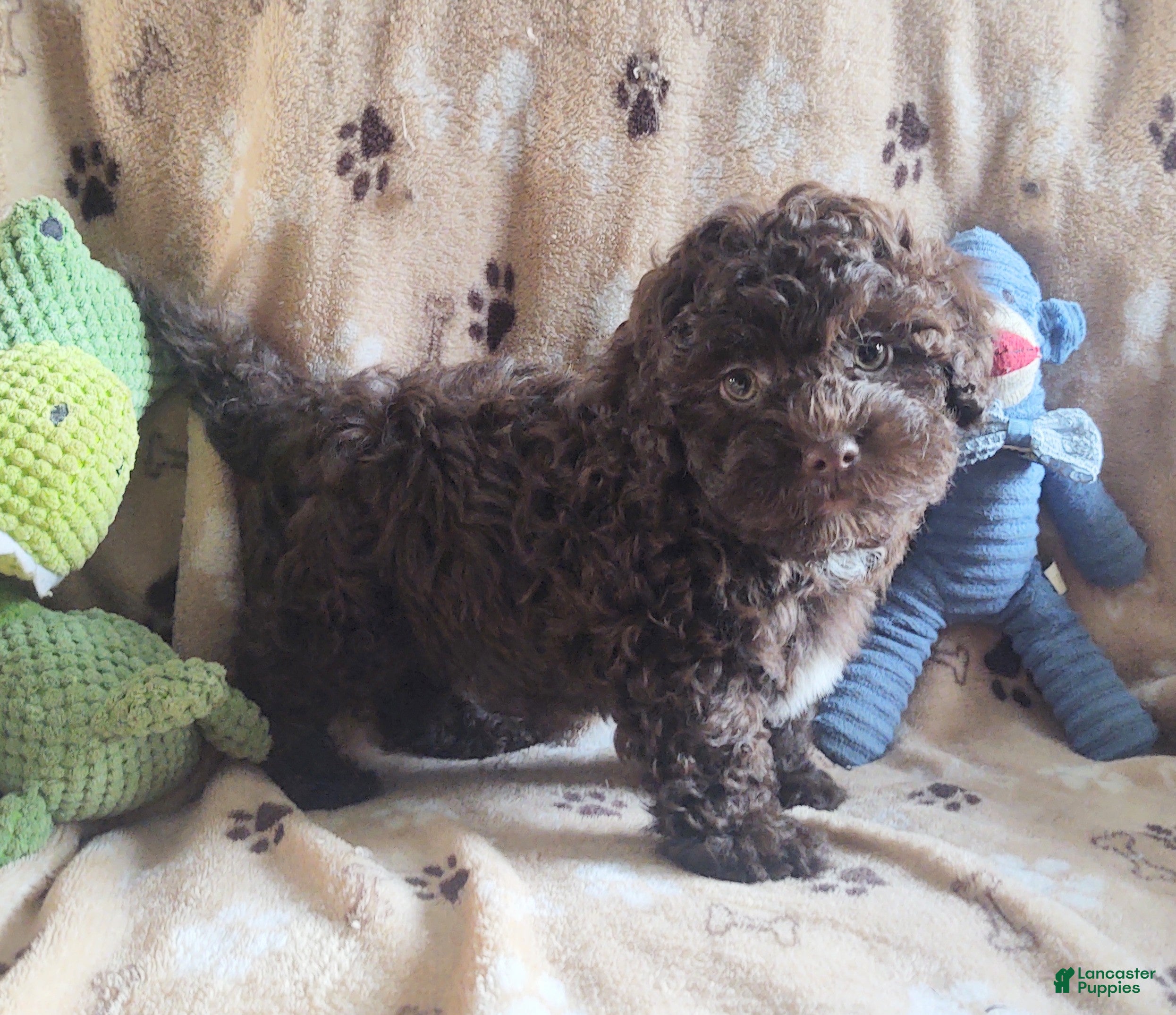 Maltipoo dogs Chocolate Chunk  - Ad 3