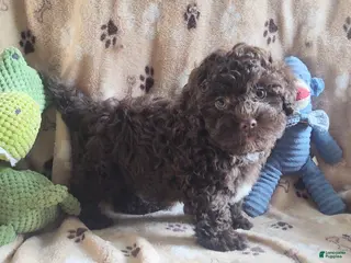 Maltipoo dogs Chocolate Chunk - Ad 1