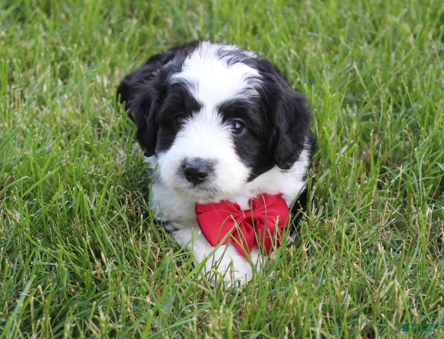 Mini Aussiedoodle dogs for sale: Jasper 💎 - Ad 6