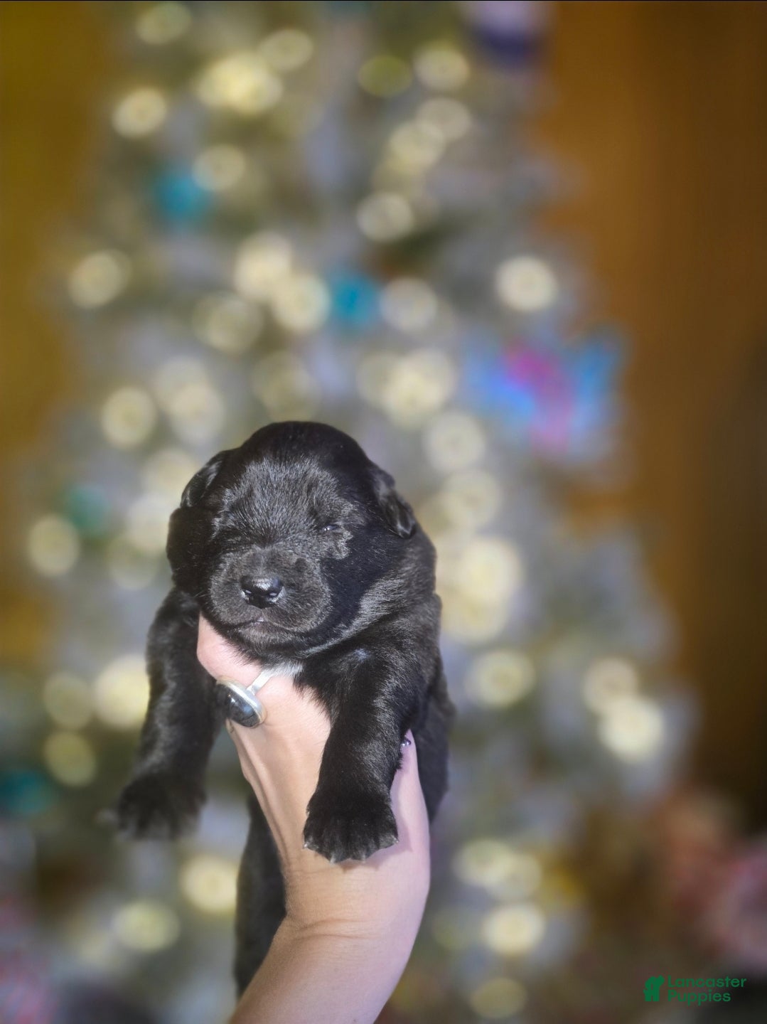 Mixed Breed dogs Starlight - Ad 8