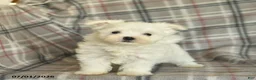 Maltese dogs for sale: Rover  - Ad 4