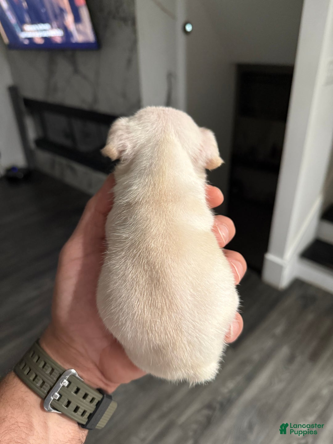 French Bulldog dogs for sale: Skye - Ad 6