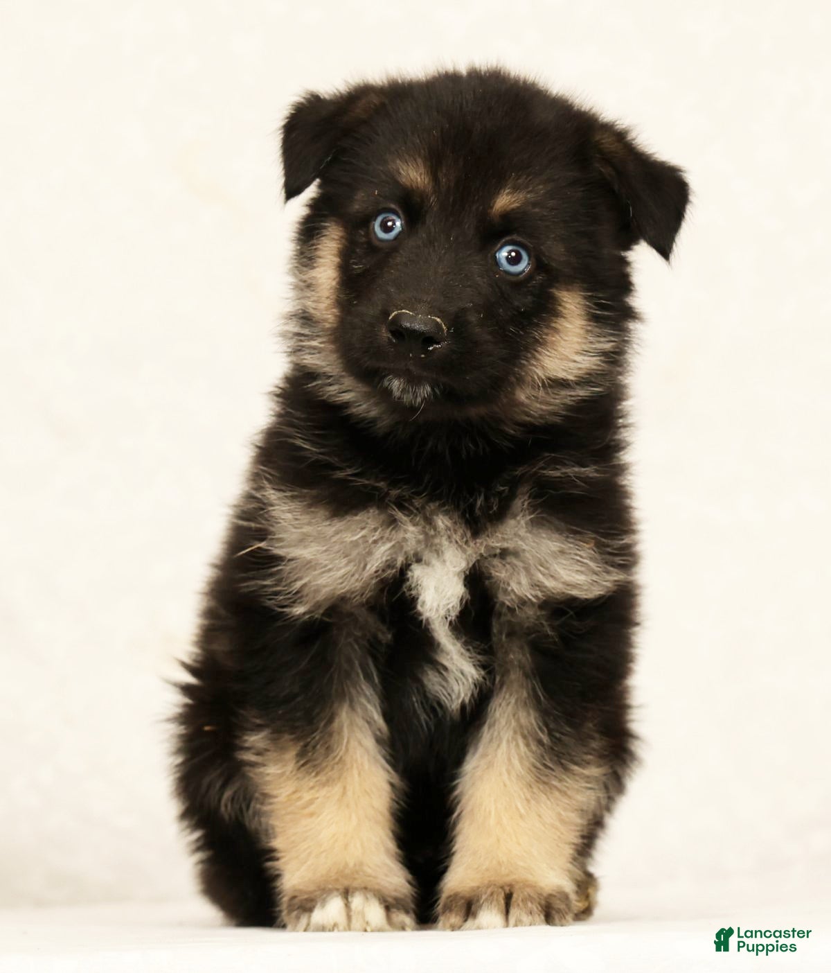 Gerberian Shepsky dogs Tito - Ad 2