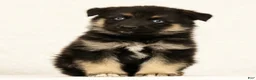 Gerberian Shepsky dogs for sale: Tito - Ad 2