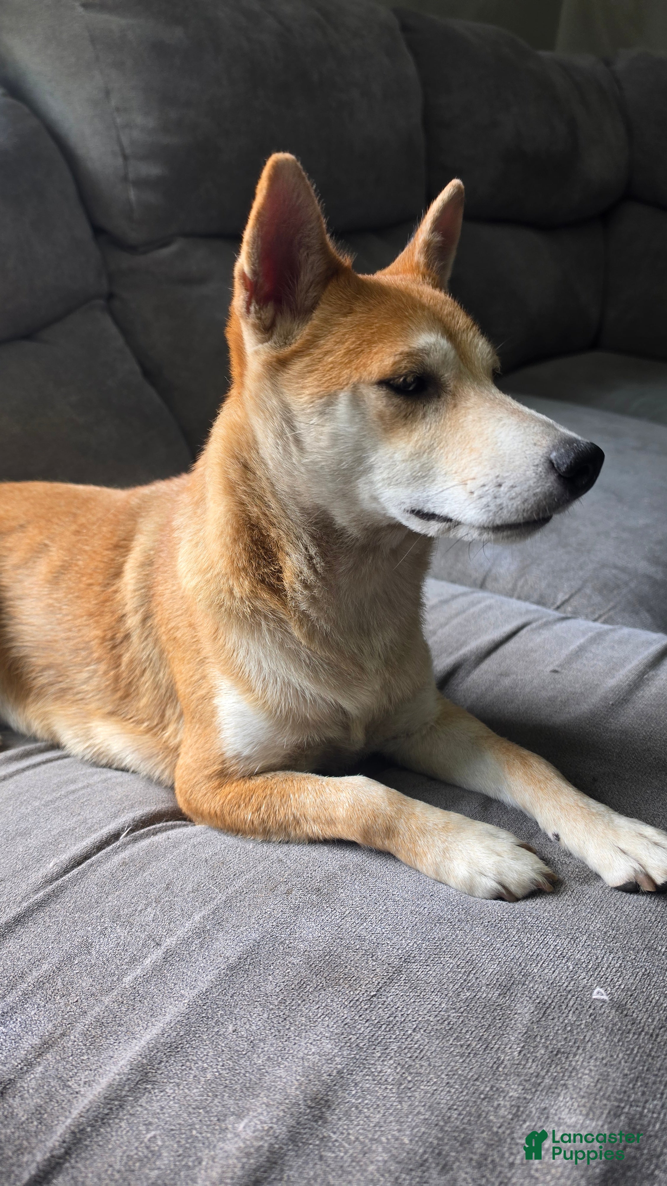 Suzie  