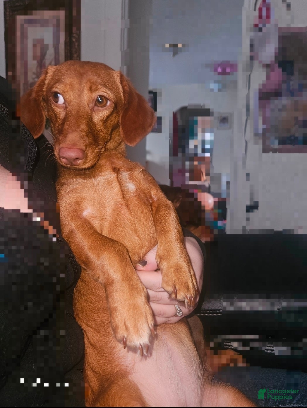 Dachshund dogs Pumpkin - Ad 13