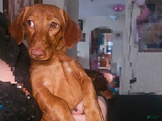 Dachshund dogs Pumpkin - Ad 15