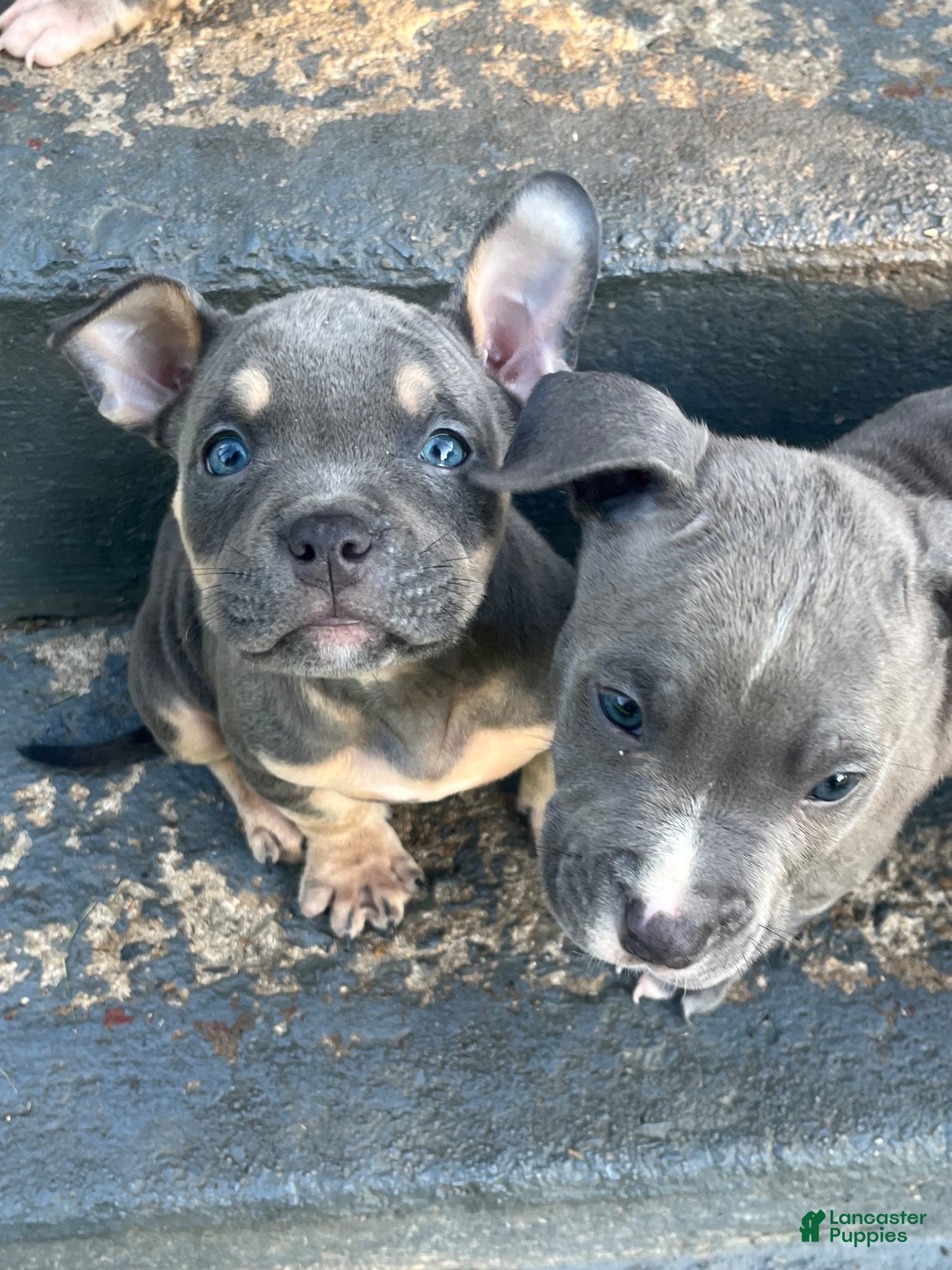 American Bully dogs American Bully 5 - Ad 40