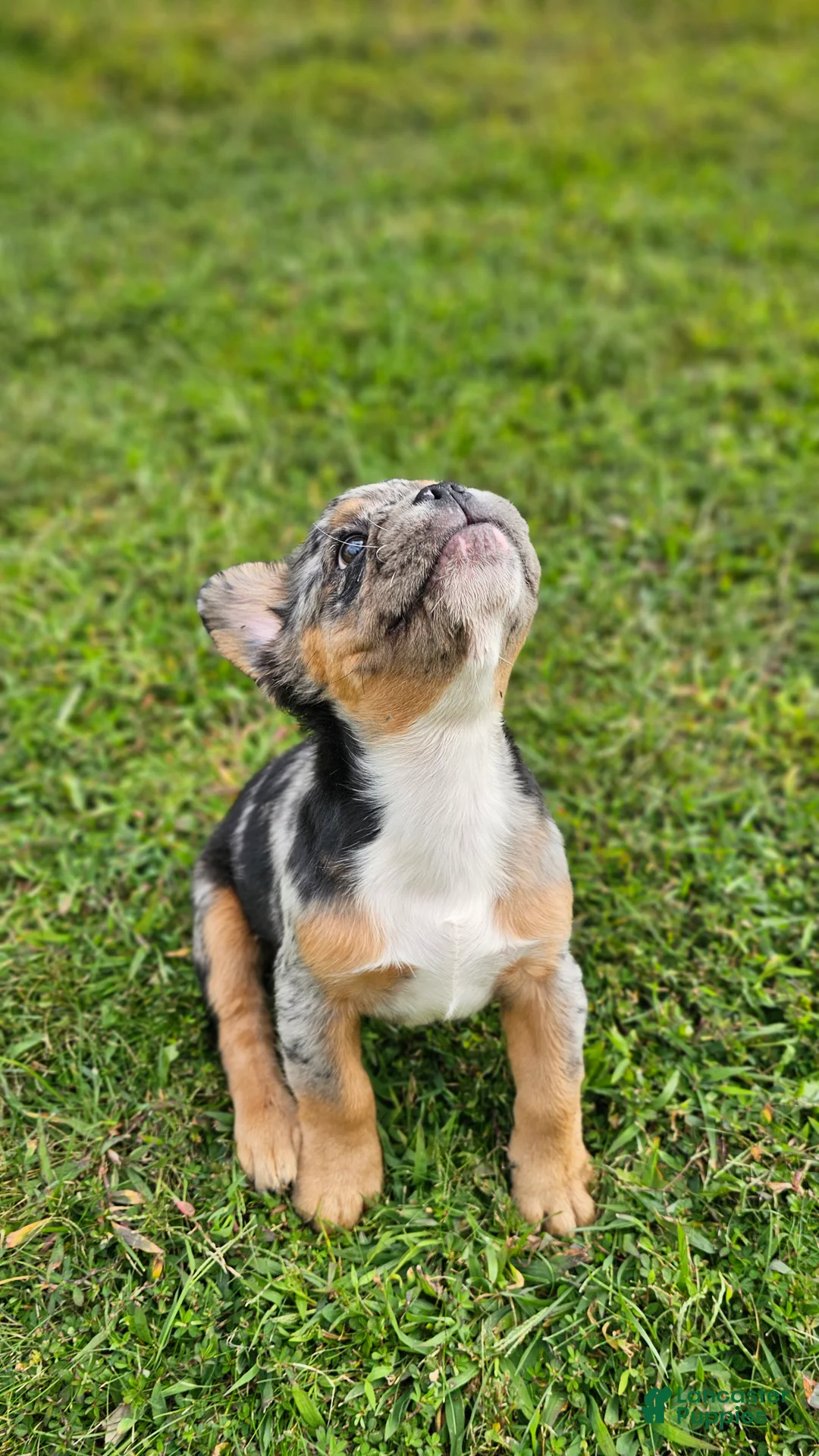 French Bulldog dogs for sale: Black & Tan Fluffy Merle French bulldog - Ad 2