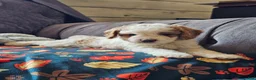 Cavapoo dogs for sale: Cavapoo 3 - Ad 5
