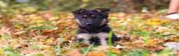 German Shepherd dogs for sale: Rosalie - Ad 5