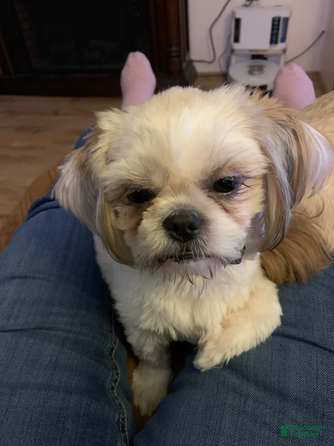 Shih Tzu dogs for sale: Shih Tzu Puppy 1 - Ad 2