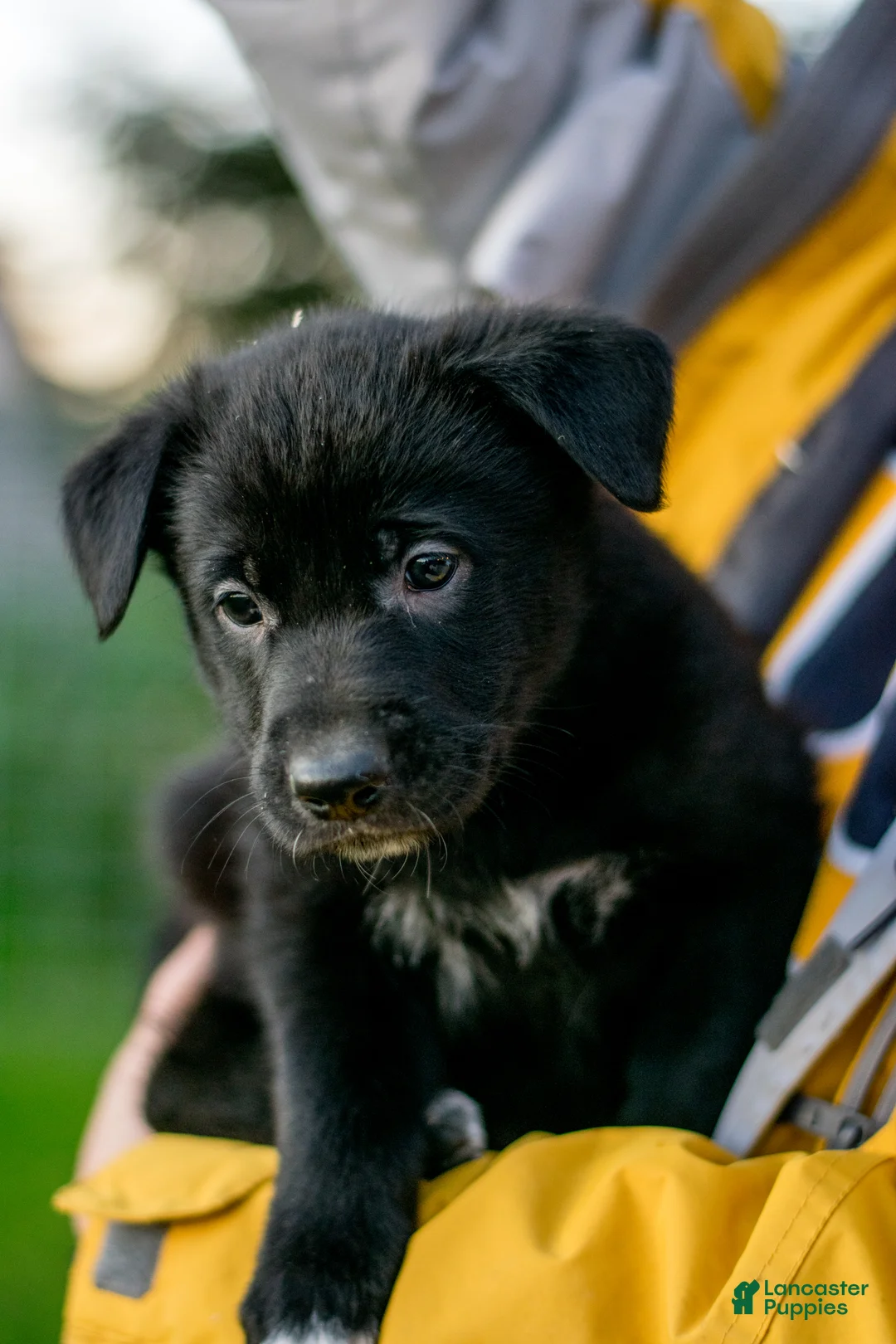 Mixed Breed dogs for sale: Mixed Breed Puppy 4 - Ad 1