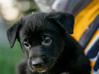 Mixed Breed dogs Mixed Breed Puppy 4 - Ad 30