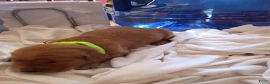 Golden Retriever Female 6