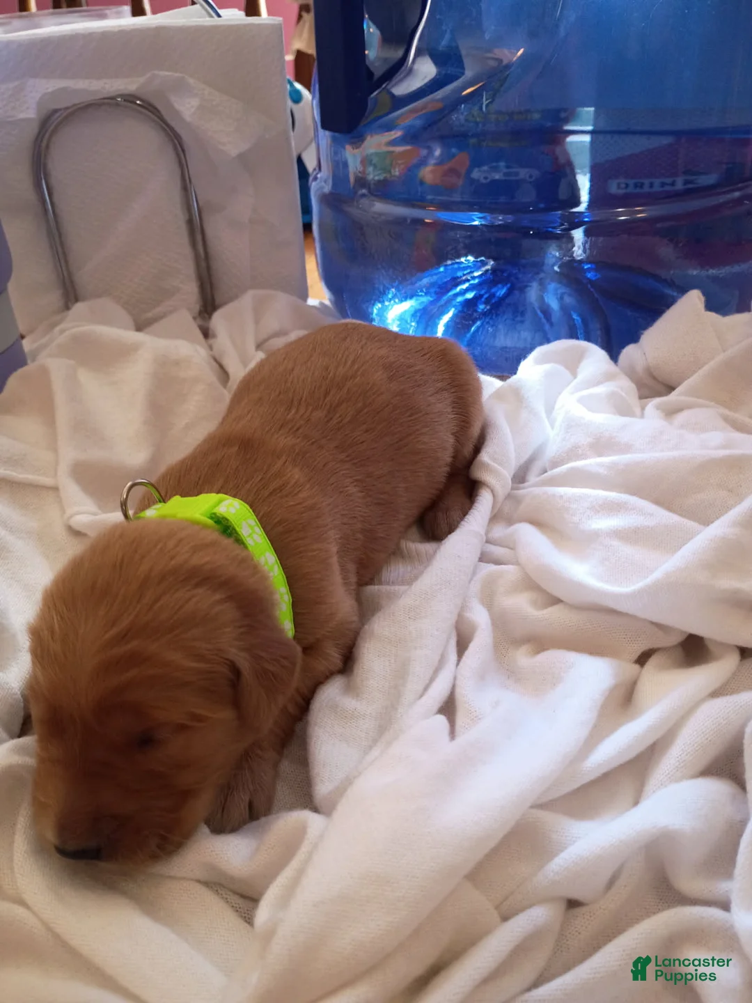 Golden Retriever dogs for sale: Golden Retriever Female 6 - Ad 1