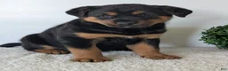 Mixed Breed dogs for sale: Marley - Ad 16