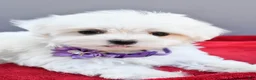 Maltese dogs for sale: Donna - Ad 5