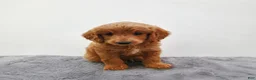 Mini Goldendoodle dogs for sale: Jax - Ad 6