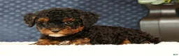 Havapoo dogs for sale: Doogie - Ad 4