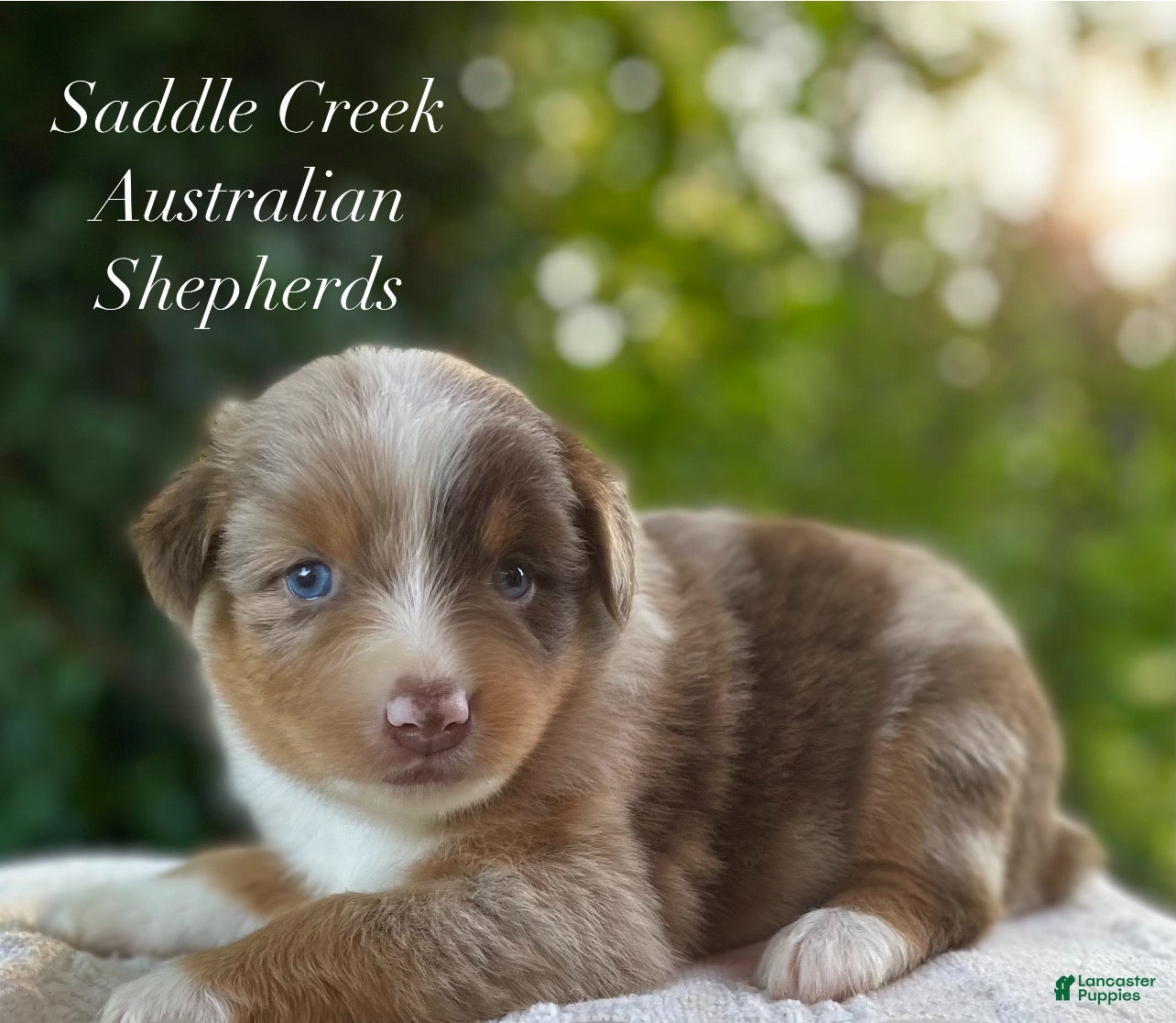 Australian Shepherd dogs Australian Shepherd 4 - Ad 1
