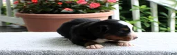 Bernese Mountain Dog dogs for sale: Kenton - Ad 2