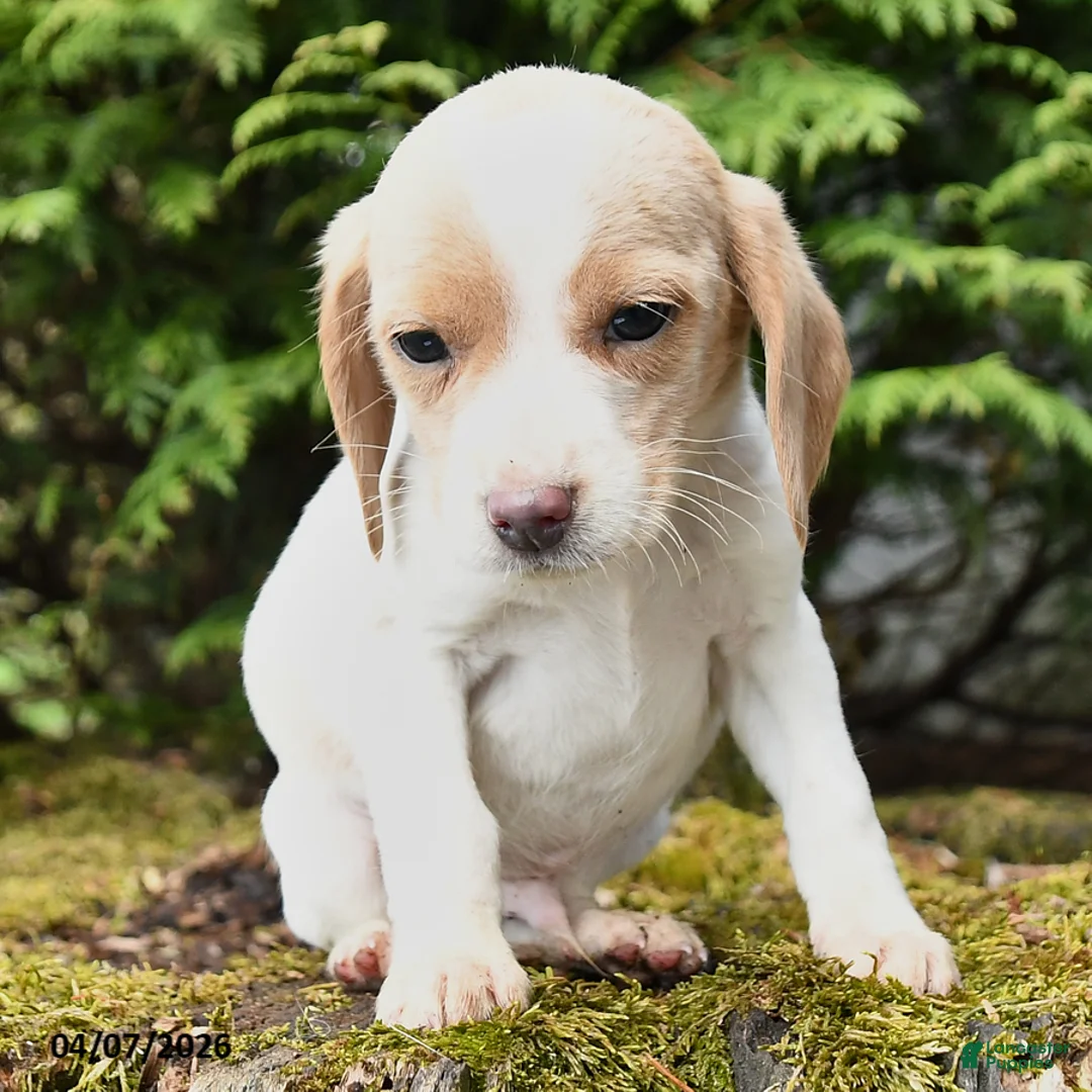 Beagle dogs for sale: Chase - Ad 2