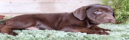 Labrador Retriever dogs for sale: Brownie  - Ad 2