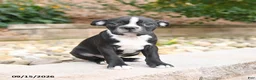 Boston Terrier dogs for sale: Moe  - Ad 3