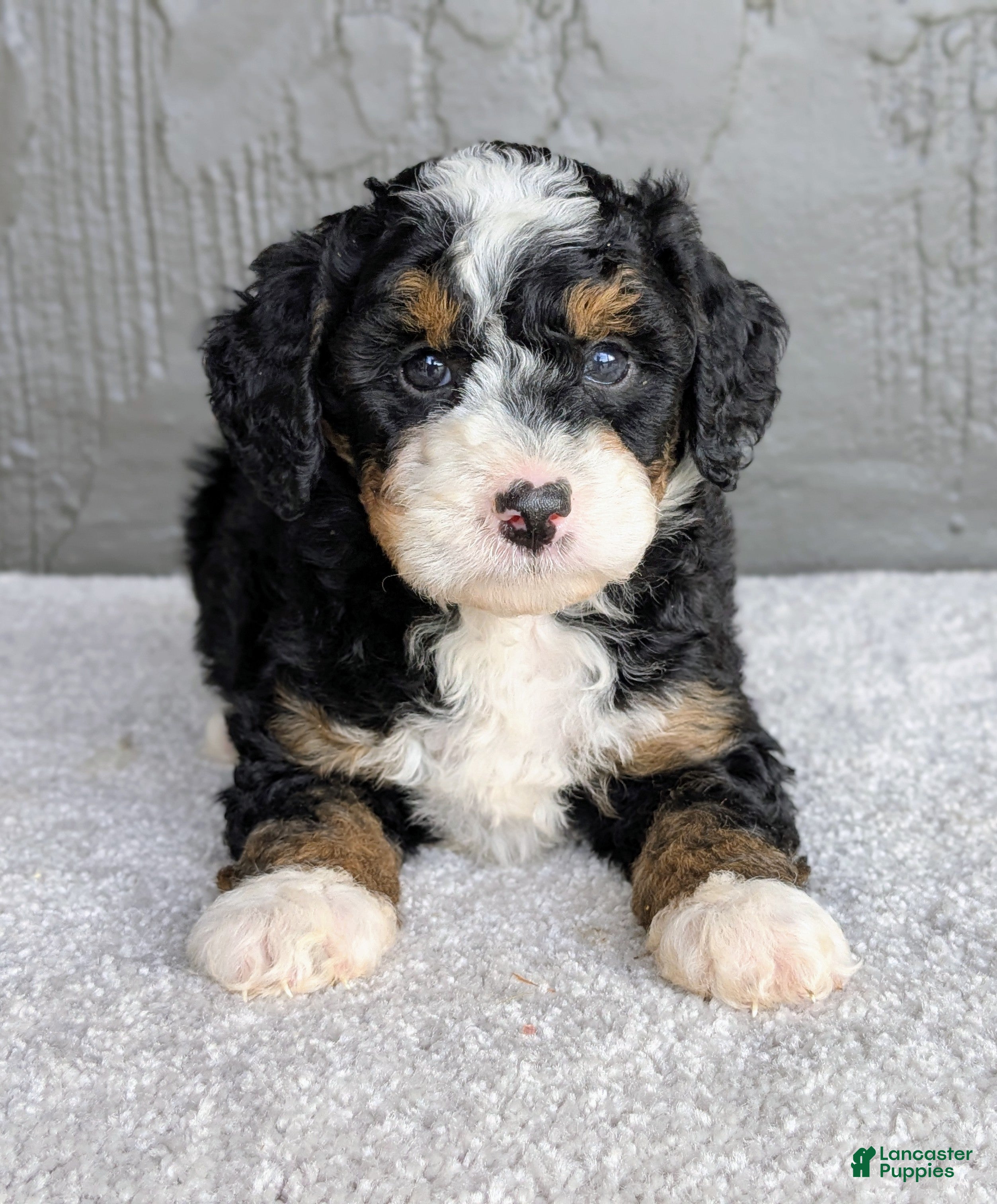 Mini Bernedoodle dogs Charlie  - Ad 1