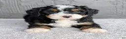 Mini Bernedoodle dogs for sale: Charlie  - Ad 3