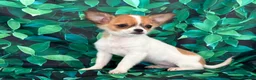 Chihuahua dogs for sale: Sweetpea - Ad 3