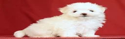 Maltese dogs for sale: Abby - Ad 3