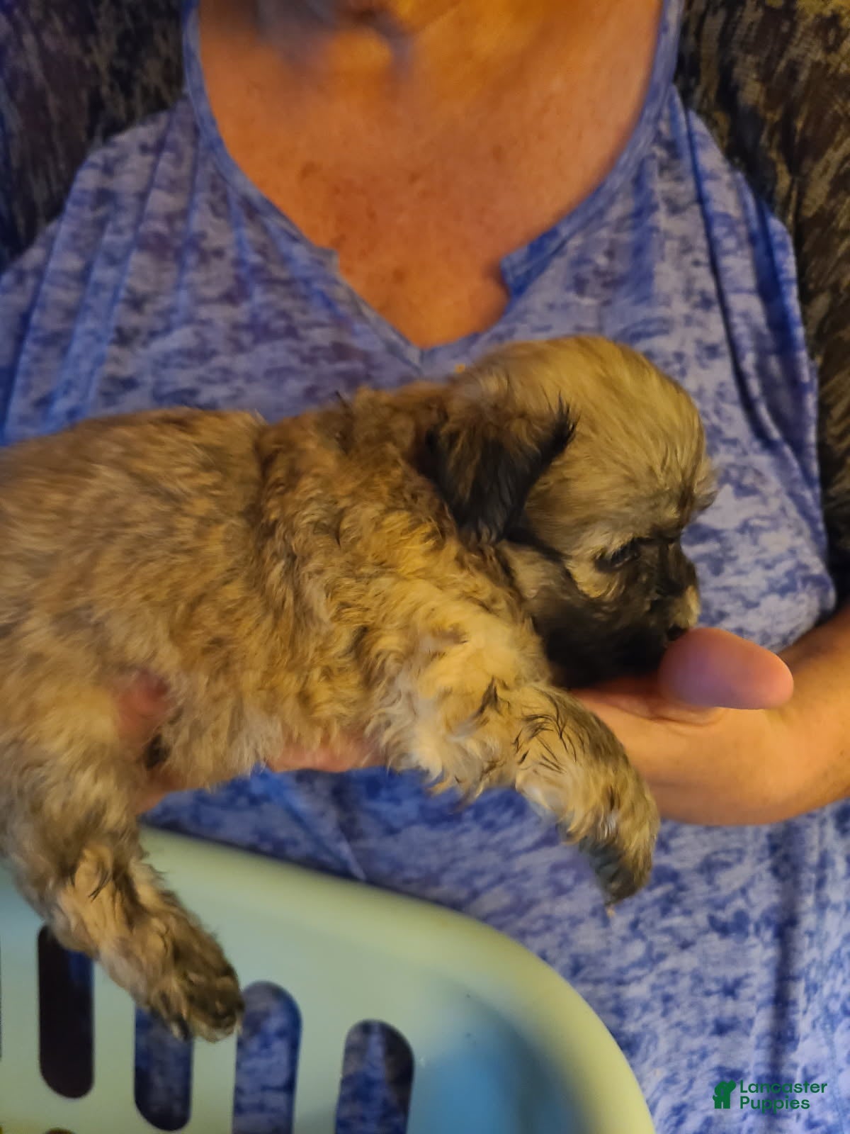 Havanese dogs Boy 3 - Ad 2