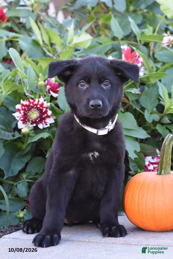 German Shepherd dogs Tammy - Ad 2