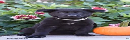 German Shepherd dogs for sale: Tammy - Ad 2