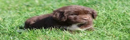 Newfoundland dogs for sale: Swirls - Ad 2