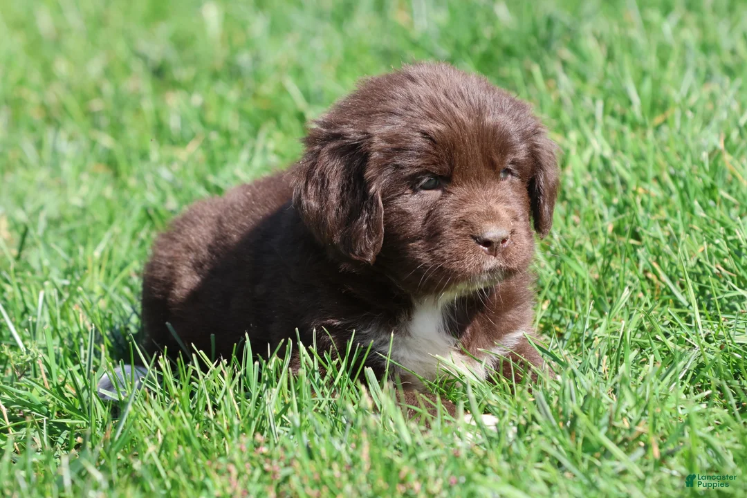 Newfoundland dogs for sale: Swirls - Ad 2