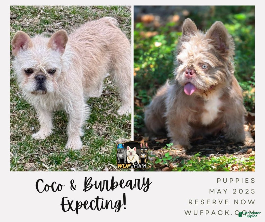 French Bulldog dogs for sale: Mr Spike - Ad 3