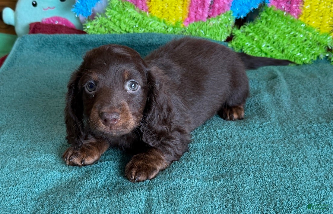 Miniature Dachshund dogs Cowboy - Ad 19