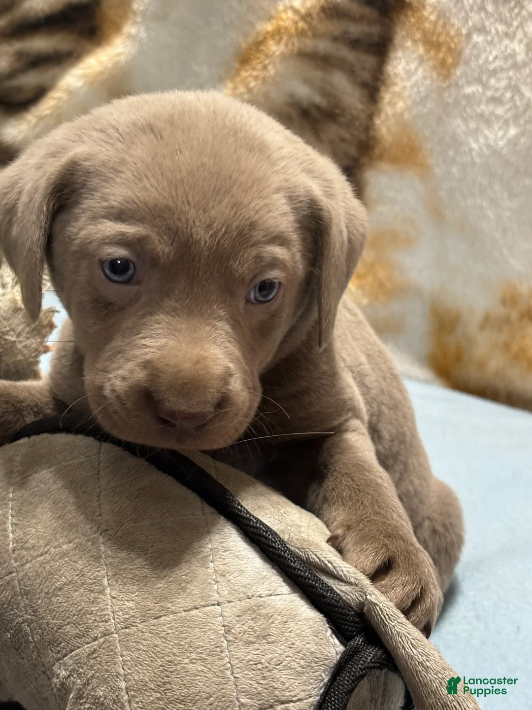 Labrador Retriever dogs for sale: Boon - Ad 2