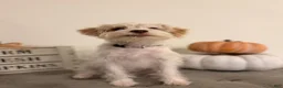 Schnoodle dogs for sale: Schnoodle 4 - Ad 4