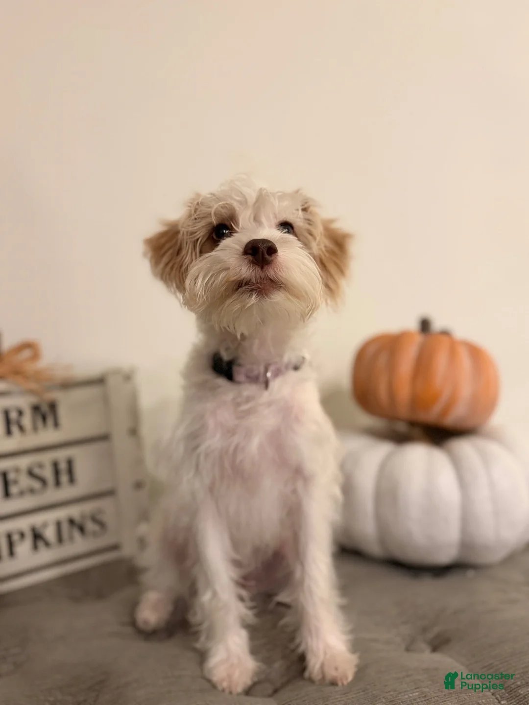 Schnoodle dogs for sale: Schnoodle 4 - Ad 4