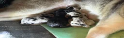 Mixed Breed dogs for sale: Mixed Breed 2 - Ad 4