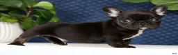 French Bulldog dogs for sale: Harry - Ad 5