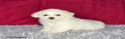 Bichon Frise dogs for sale: Snowball - Ad 3