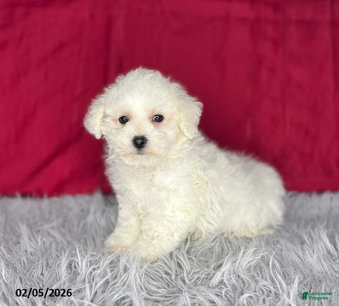 Bichon Frise dogs for sale: Snowball - Ad 3