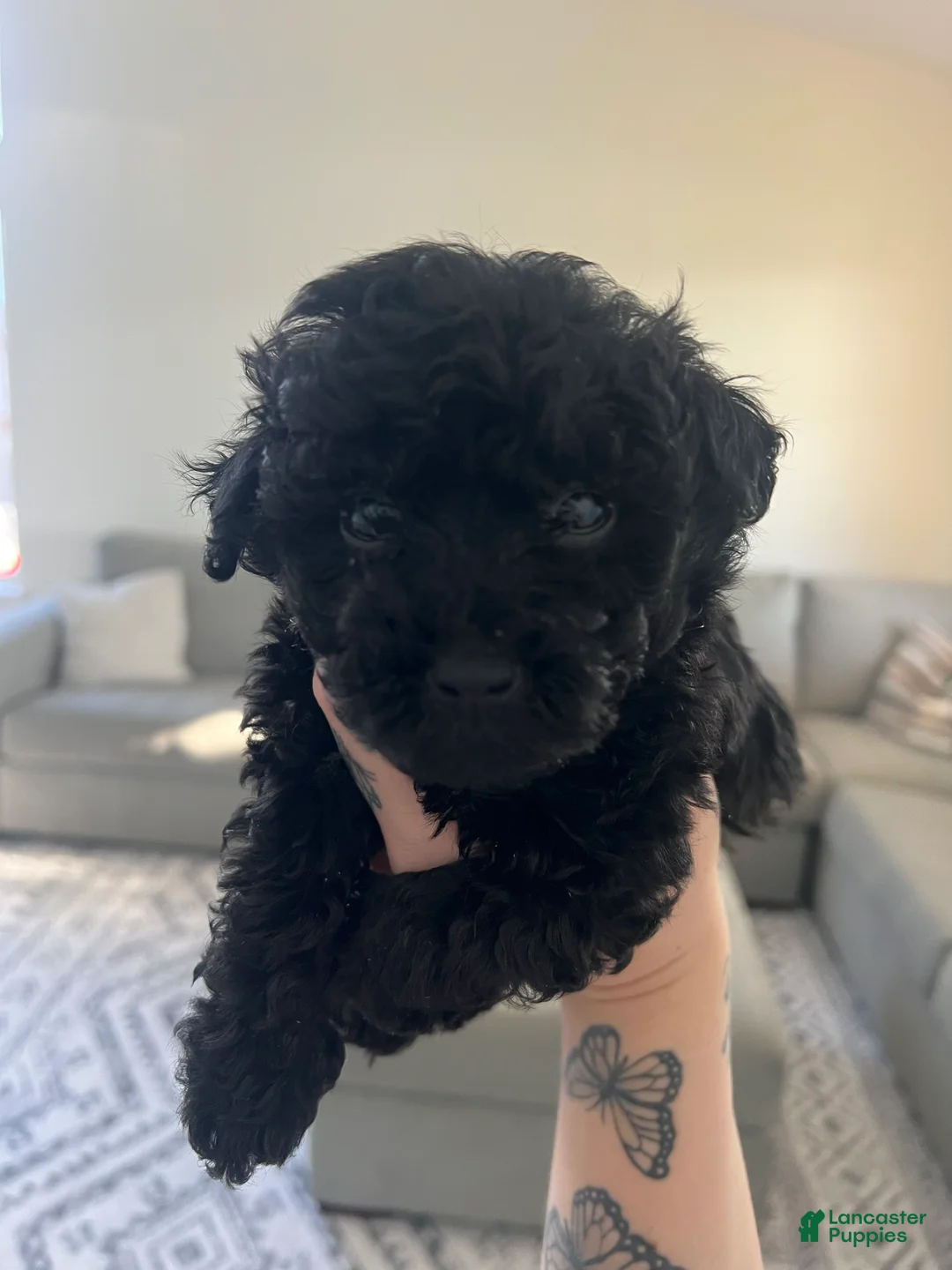 Toy Poodle dogs for sale: Toy Poodle Puppy 2 - Ad 2