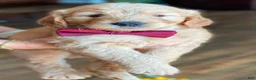 Goldendoodle dogs for sale: Goldendoodle 1 - Ad 2