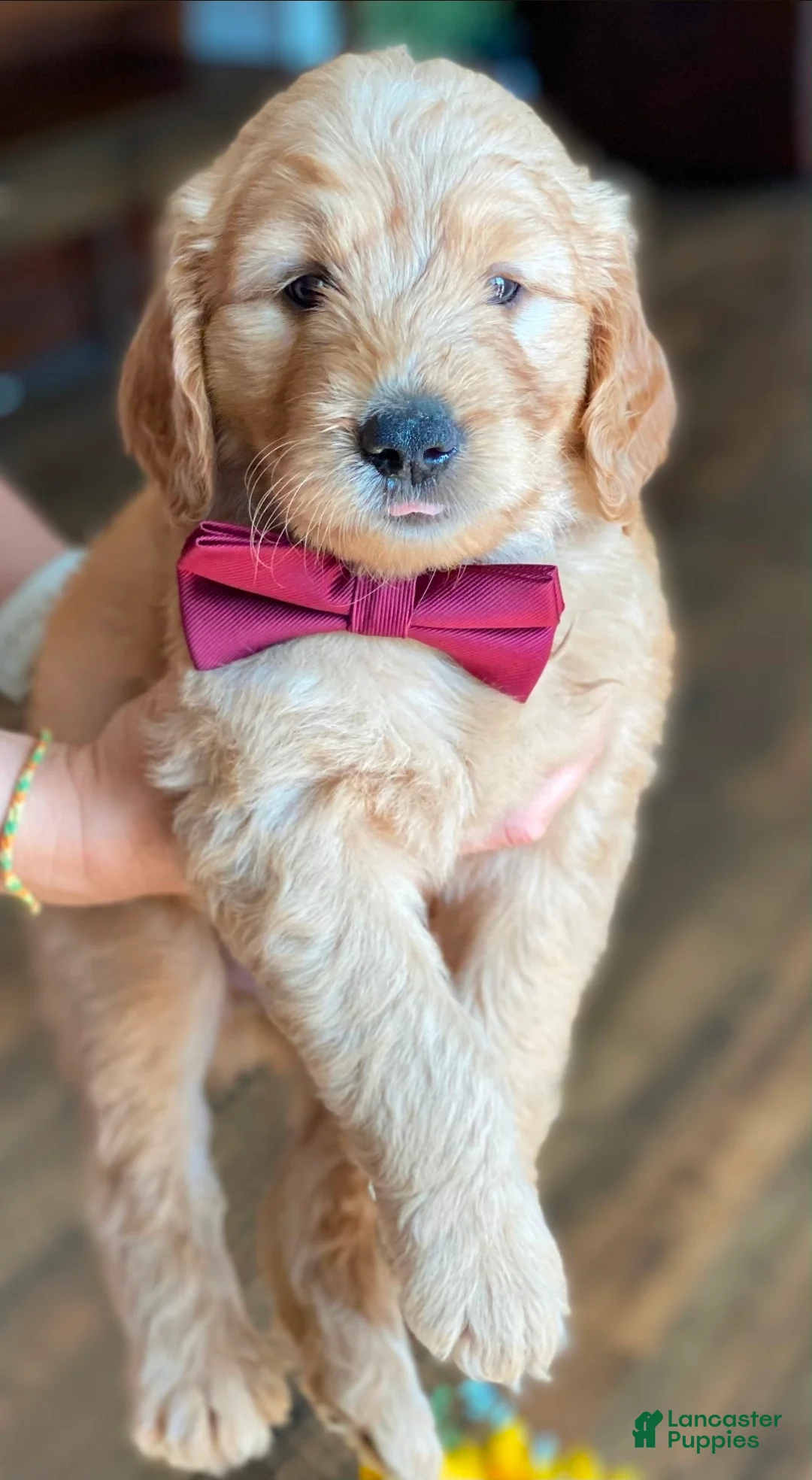 Goldendoodle dogs for sale: Goldendoodle 1 - Ad 2